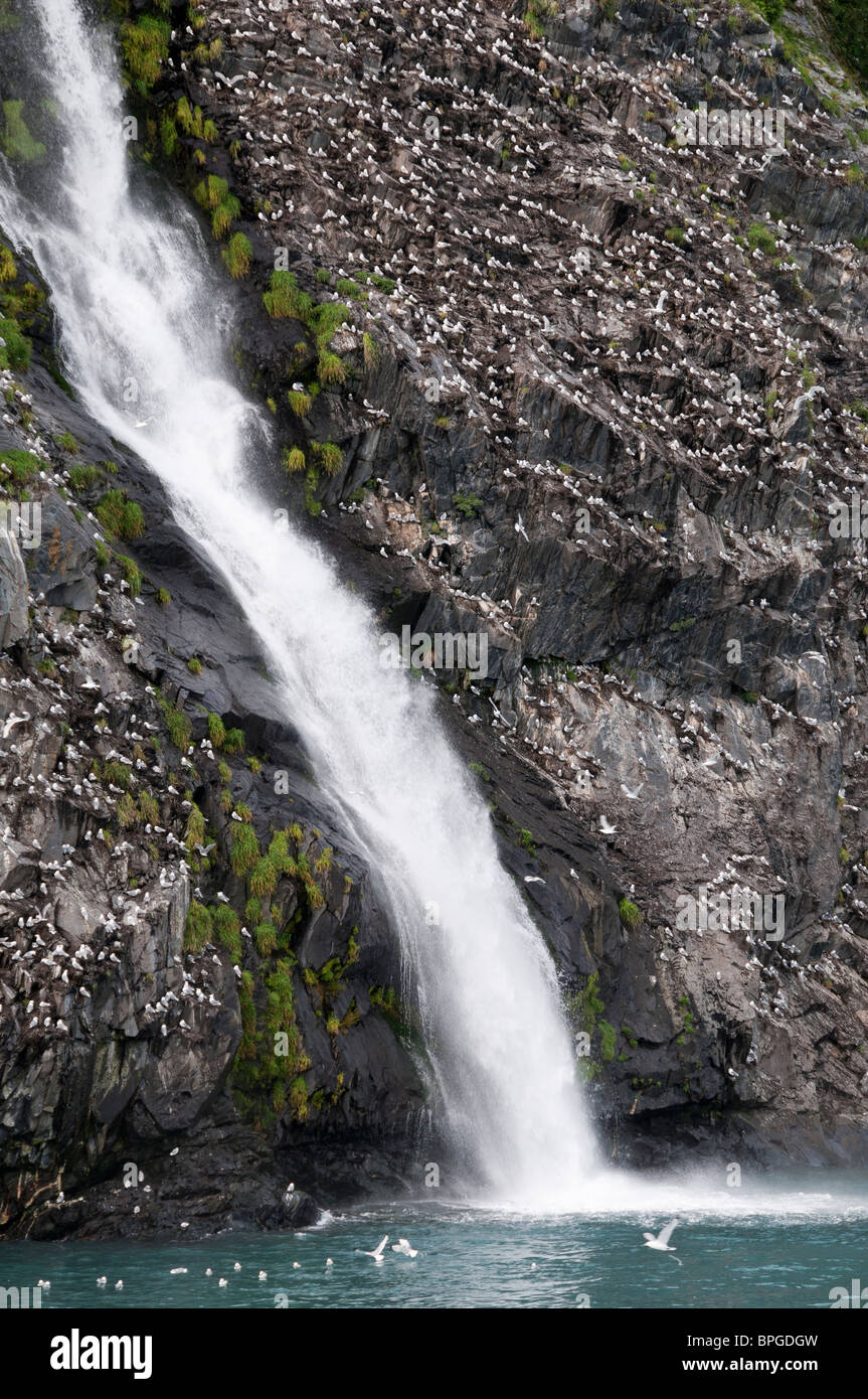 Cascade et colonie de mouette tridactyle noir, Passage Canal, Whittier, en Alaska. Banque D'Images