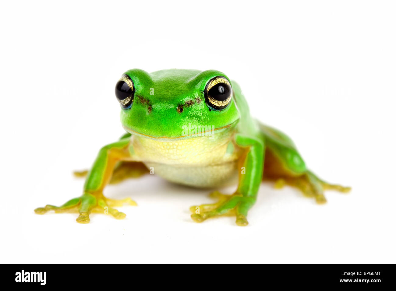 Petite grenouille sur fond blanc - close-up Banque D'Images