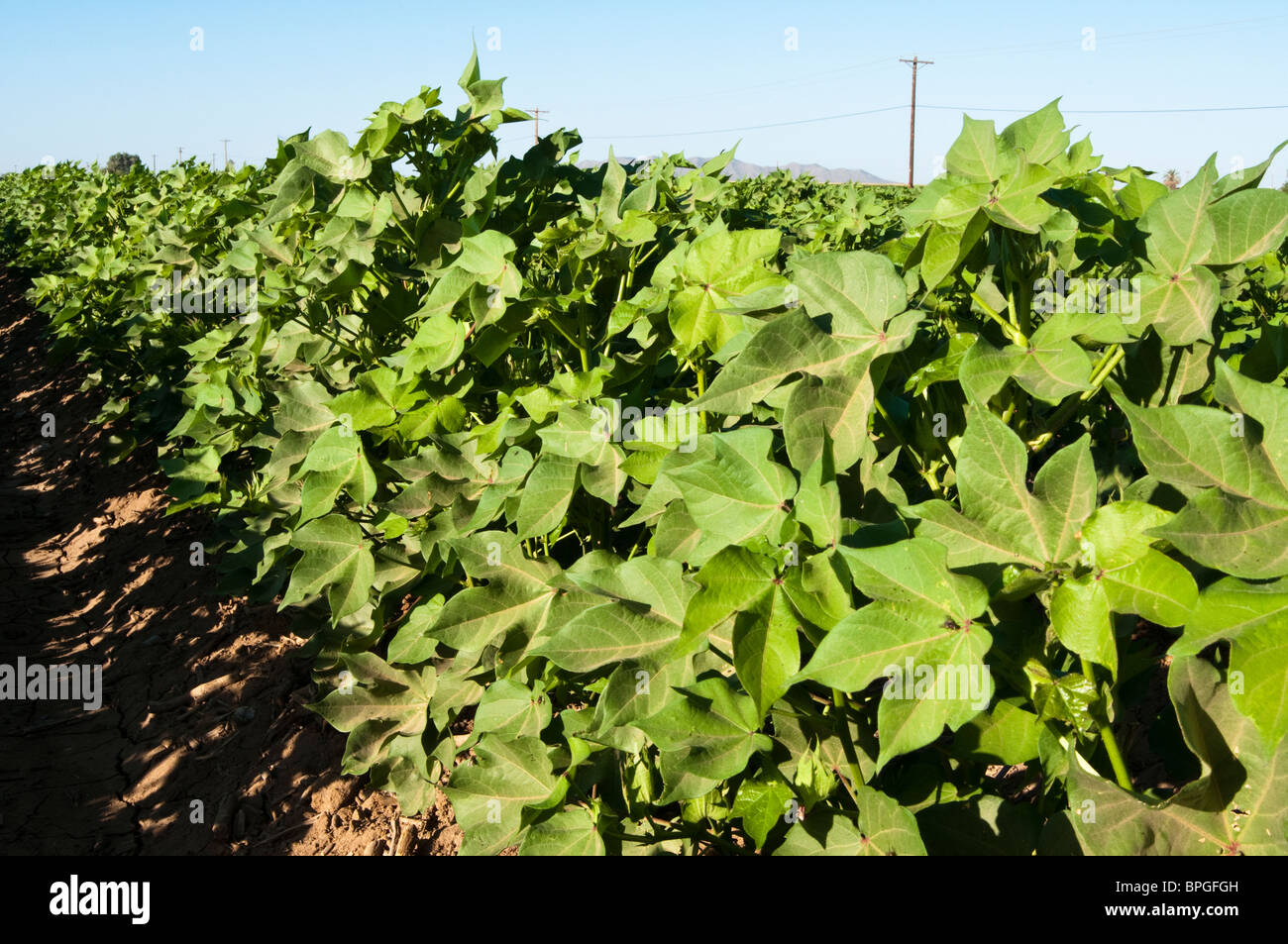 Des plants de coton arrivent à échéance en lignes dans un champ dans l'Arizona. Banque D'Images