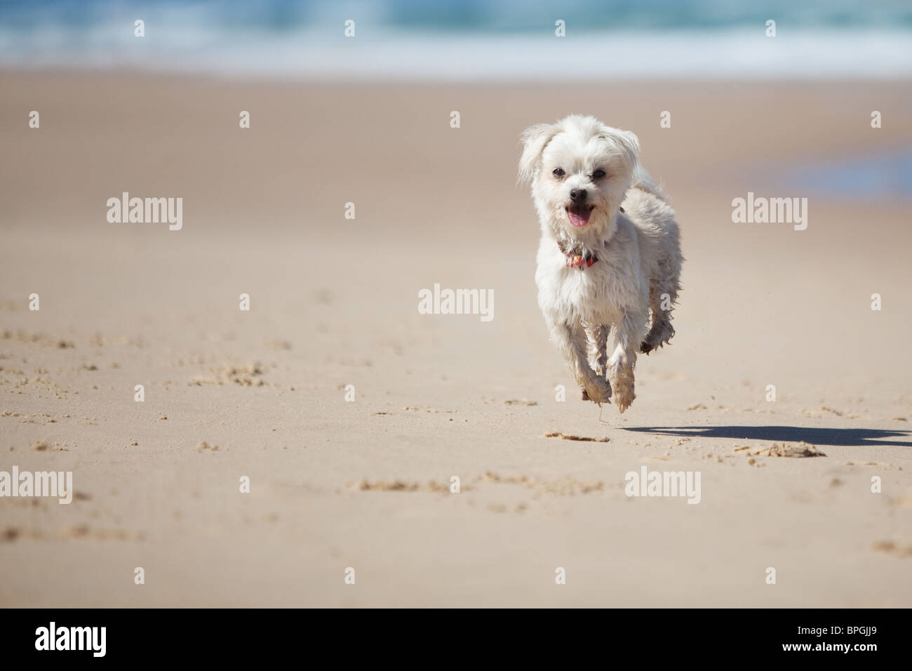 Petit mignon chien sautant sur une plage de sable blanc Banque D'Images