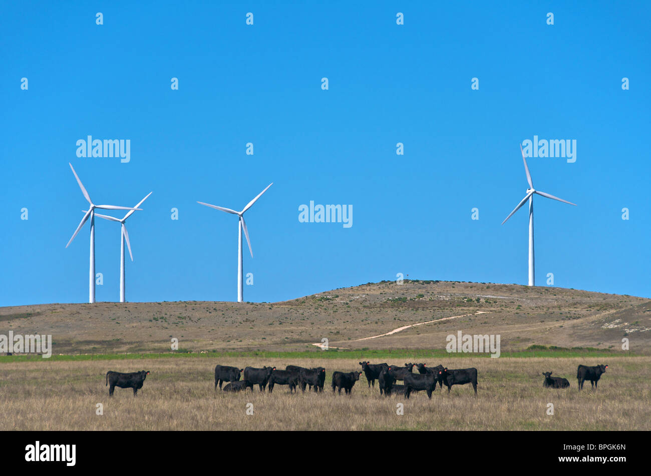 Parc éolien et le bétail Codrington Victoria Australie Banque D'Images