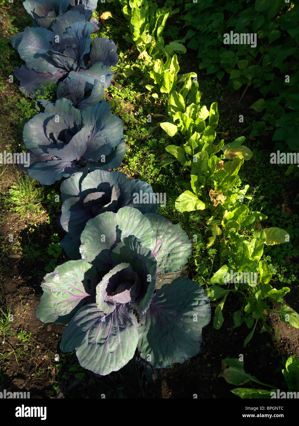 Les choux rouges et épinards biologiques cultivés au jardin Banque D'Images