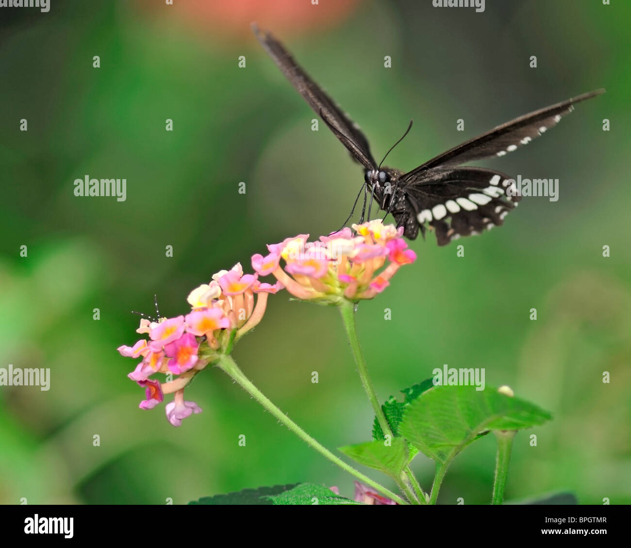 Mormon Commun alimentation papillon sur une fleur de Lantana camara - Papilio Polytes Romulus Banque D'Images