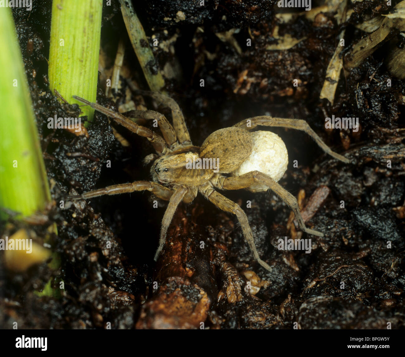 Chasse femelle araignée (Trochosa psp) avec la masse des oeufs Banque D'Images