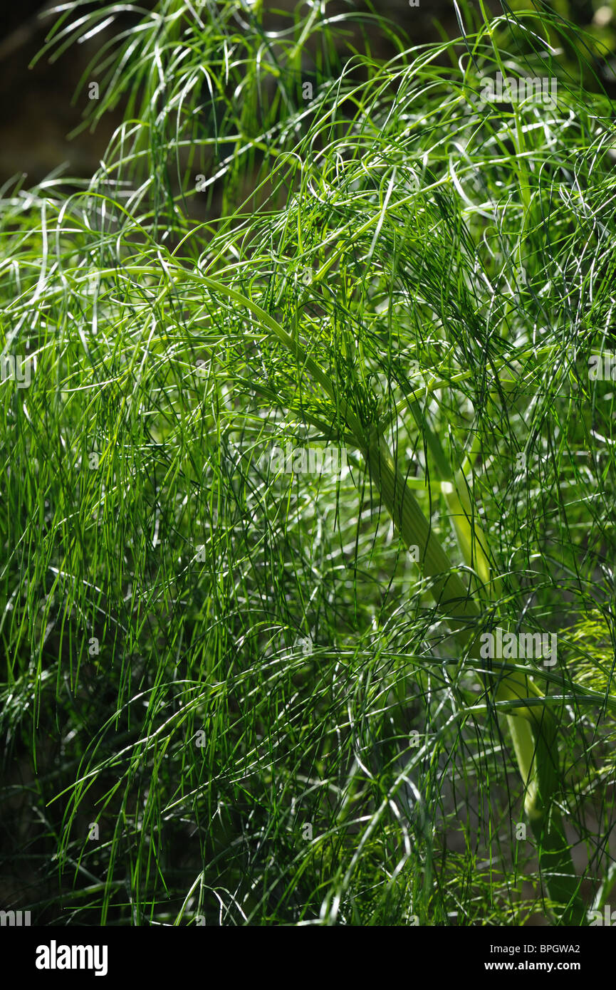 Le fenouil (Foeniculum vulgare) feuillage sur une plante mature Banque D'Images