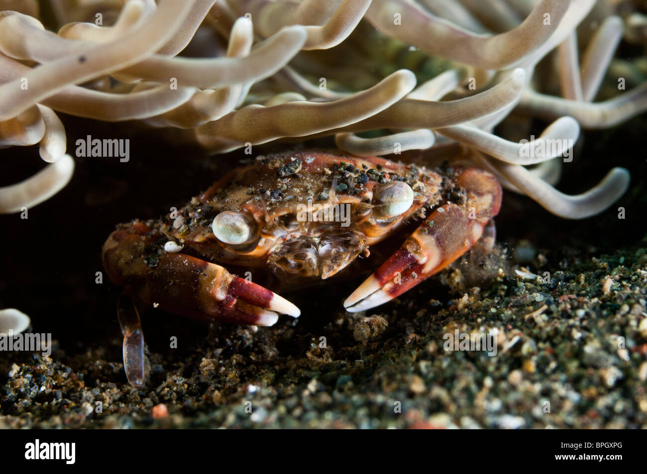 Crabe nageur sous une anémone, Puri Jati, Bali, Indonésie. Banque D'Images