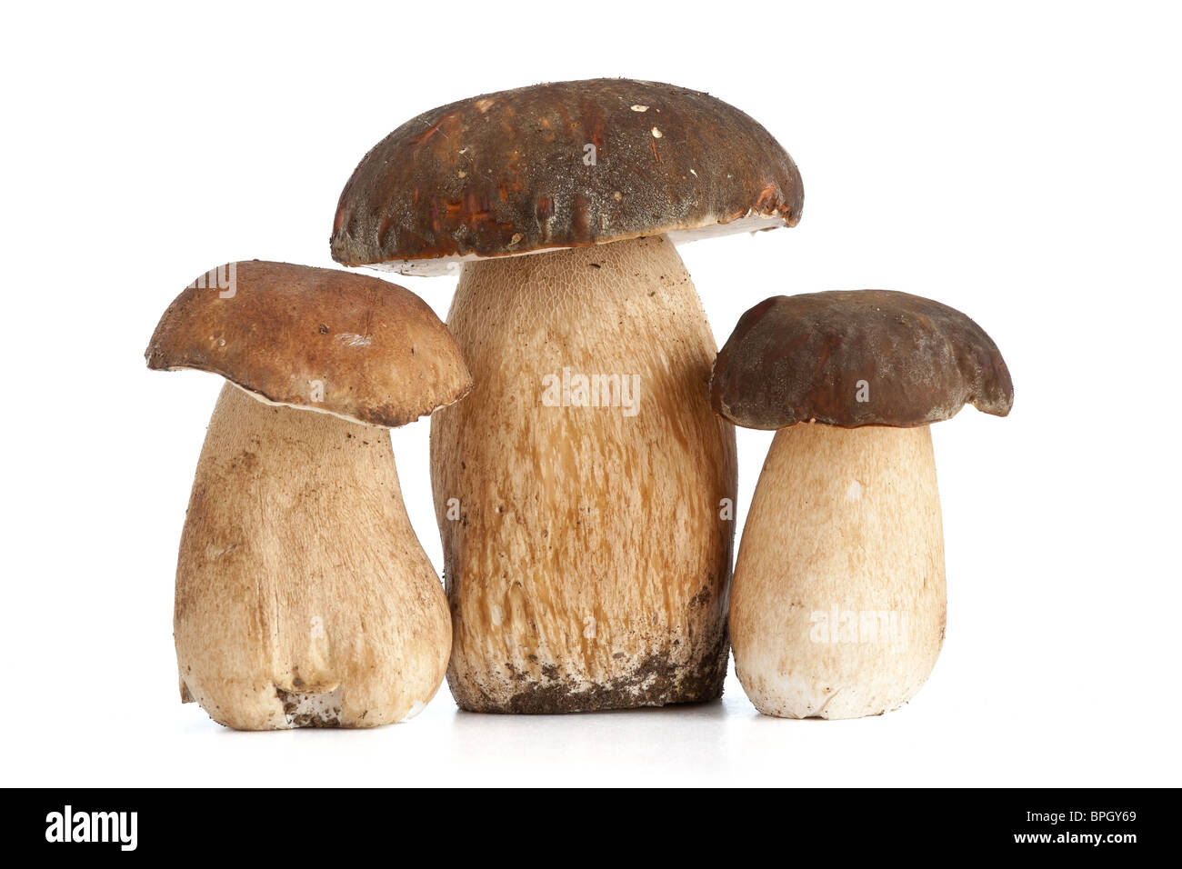 Trois champignons Boletus edulis isolé sur fond blanc Banque D'Images