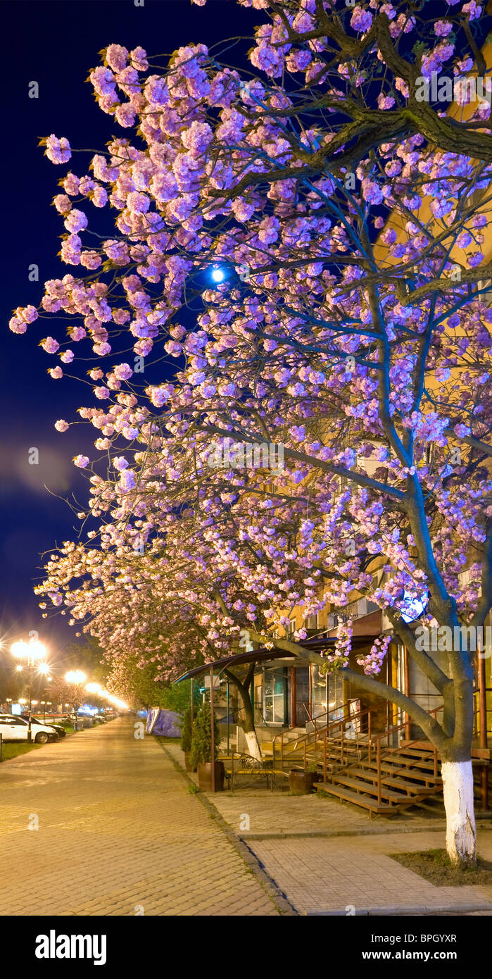 Vue urbaine de nuit avec 'Japanese flowering cherry blossom tree' (Ville d'Uzhgorod, Ukraine) Banque D'Images