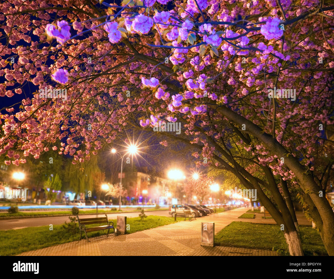 Vue urbaine de nuit avec 'Japanese flowering cherry blossom tree' (La Ville d'Uzhgorod, Ukraine). Banque D'Images