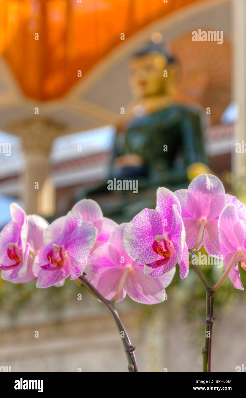 Jade Buddha for Universal Peace, la Pagode Lam, Seattle, Washington USA Banque D'Images