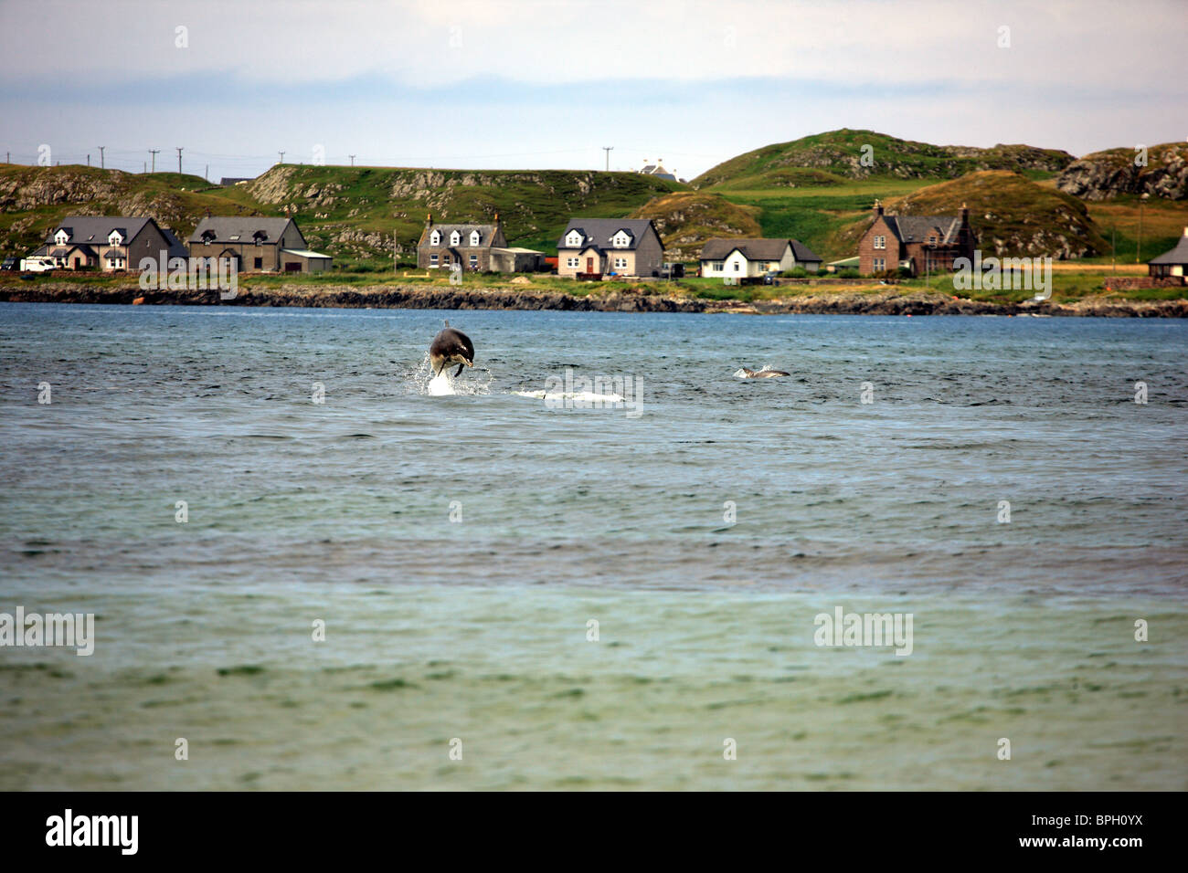Le saut du dauphin dans le son d'Iona Banque D'Images