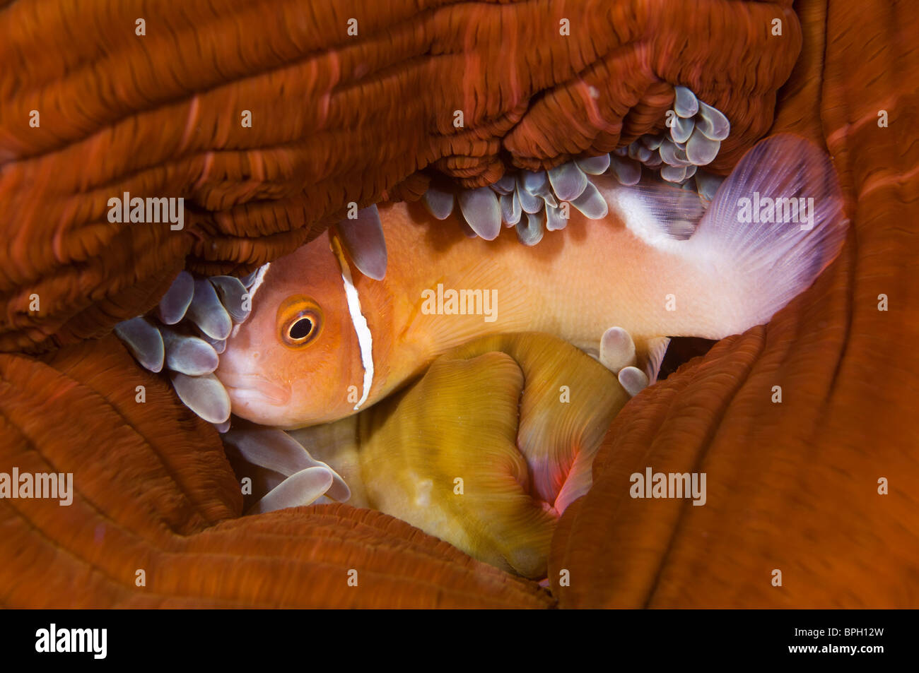 Poisson clown rose caché dans une anémone, le Détroit de Lembeh, Sulawesi, Indonésie. Banque D'Images