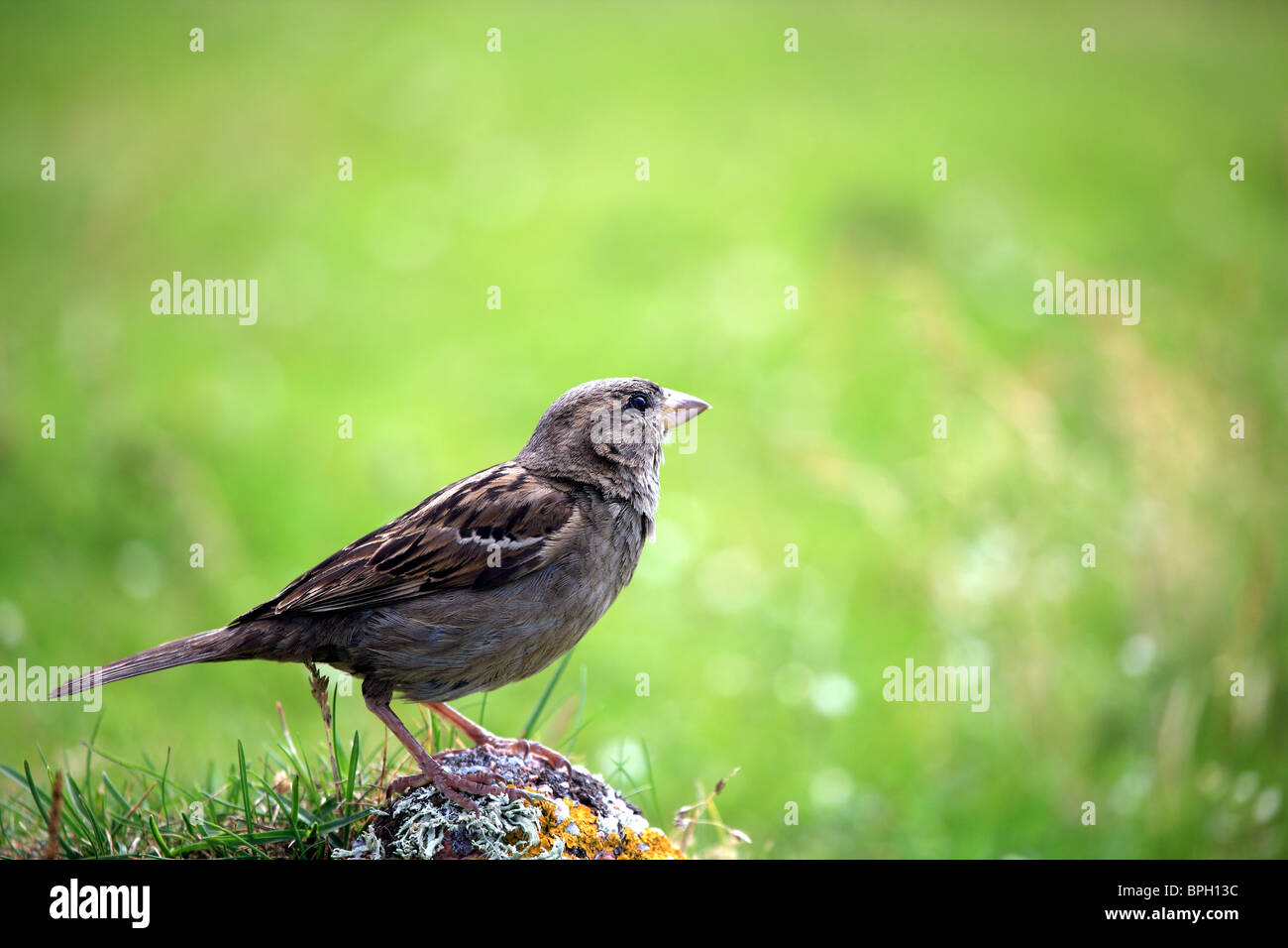 Moineau sur roche dans le jardin Banque D'Images