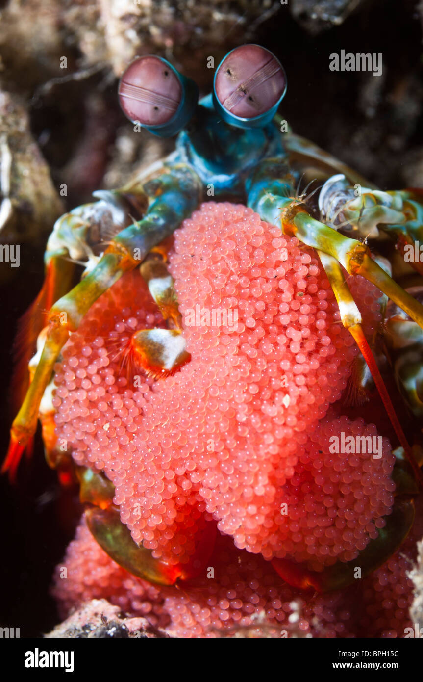 Crevettes mantis Peacock avec une masse d'oeufs, Détroit de Lembeh, Sulawesi, Indonésie. Banque D'Images