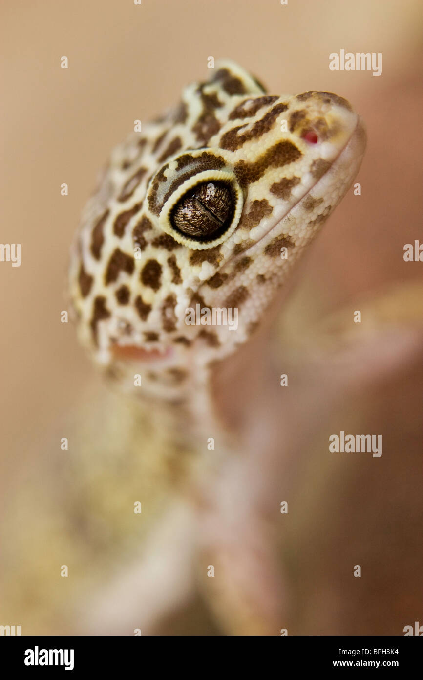 Gecko léopard, à la recherche dans l'appareil. Banque D'Images