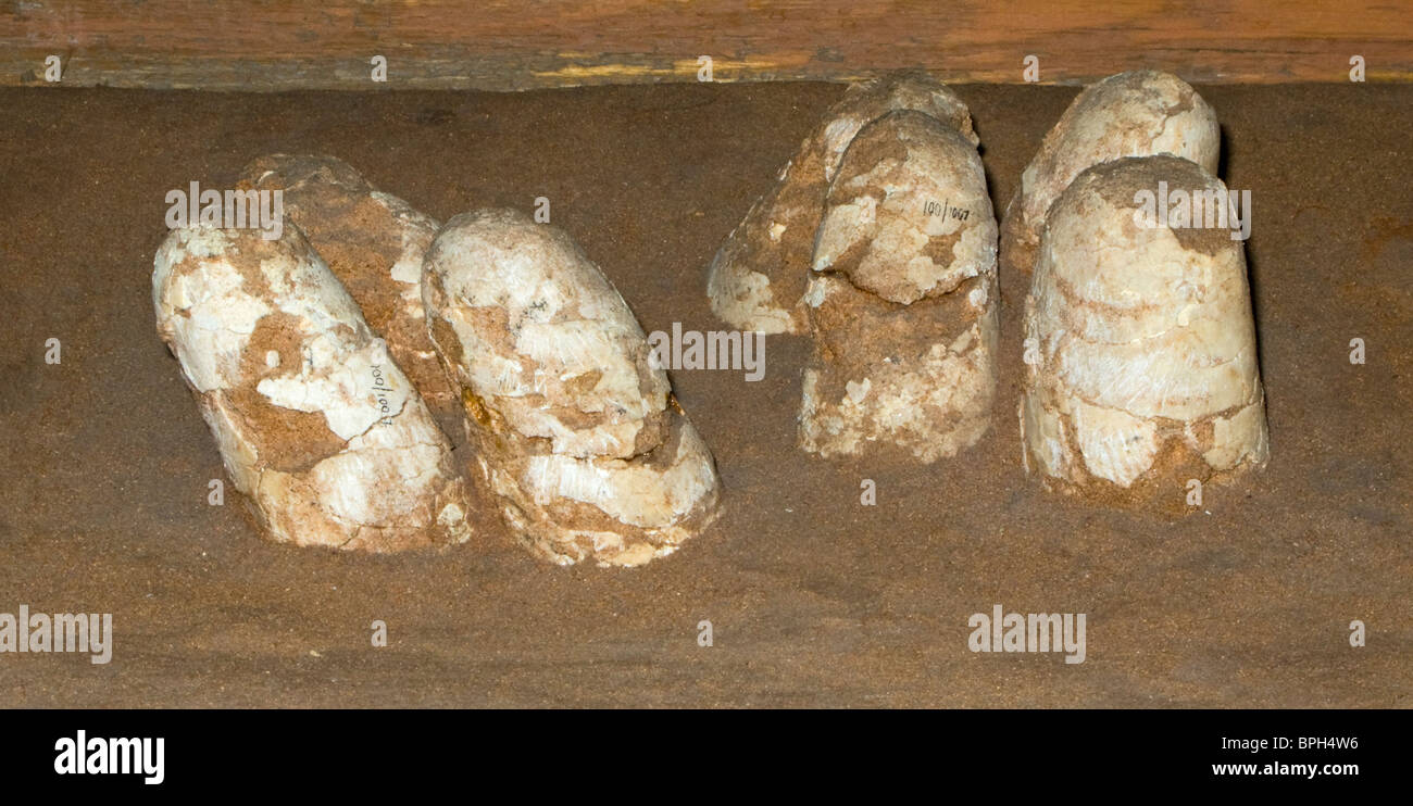 Nid de dinosaures fossilisés avec des œufs trouvés en 1977 à Gelbent sud de Gobi en Mongolie Banque D'Images