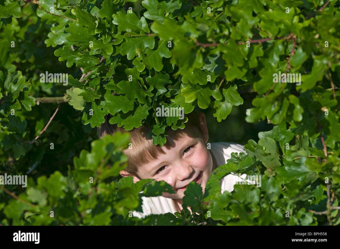 Jeune garçon voyeur à travers feuilles mai Norfolk Banque D'Images