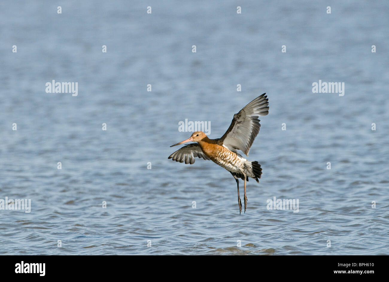 Barge à queue noire Limosa limosa Claj Norfolk Juillet Banque D'Images