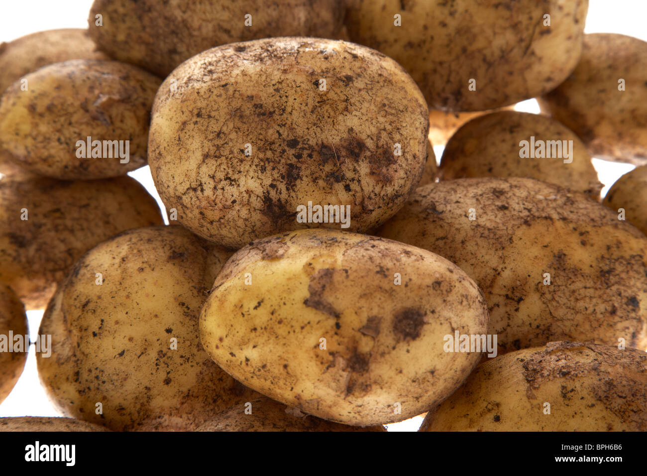 Les pommes de terre fraîchement creusée Maris Piper Banque D'Images