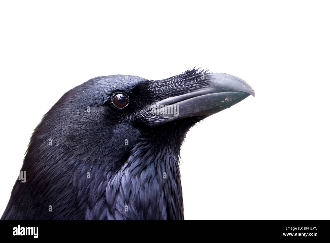 Grand corbeau portrait isolated on white Banque D'Images