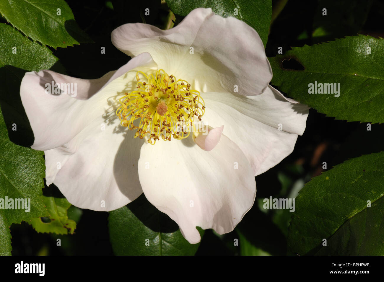 Fleur de rose 'Sally Holmes' Banque D'Images