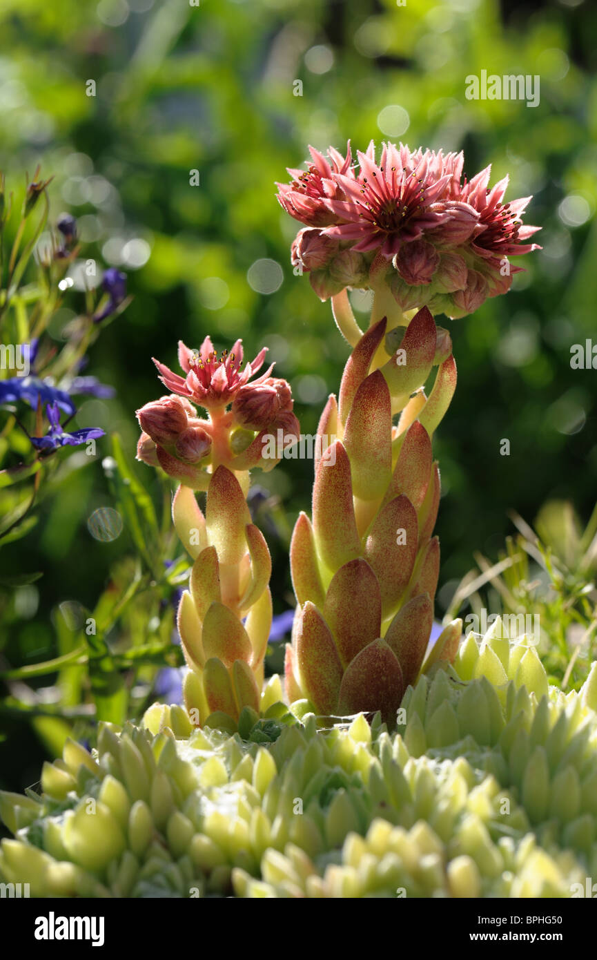 Fleur de Sempervivum chambre Fleur de poireau par rétroéclairé du matin Banque D'Images