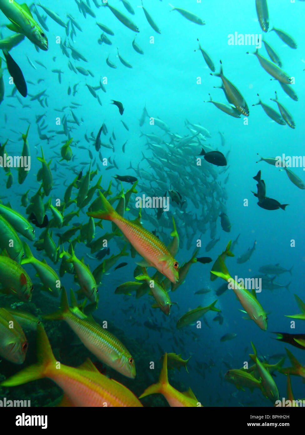 Y compris les poissons (goldstripe goatfish Mulloidichthys vanicolensis) à Steve's Bommie (aka Temple de Doom), Grande Barrière de Corail Banque D'Images