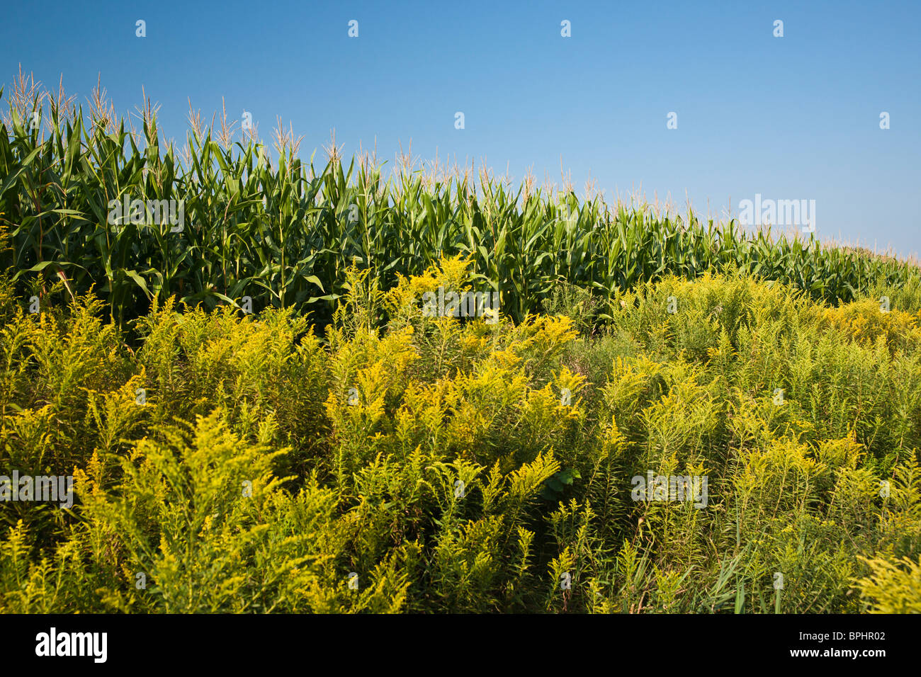 Paysage rural avec un champ de maïs et des fleurs sauvages de Solidago géant dans la péninsule inférieure du Michigan MI images à vendre sur alamy USA US horizontal haute résolution Banque D'Images