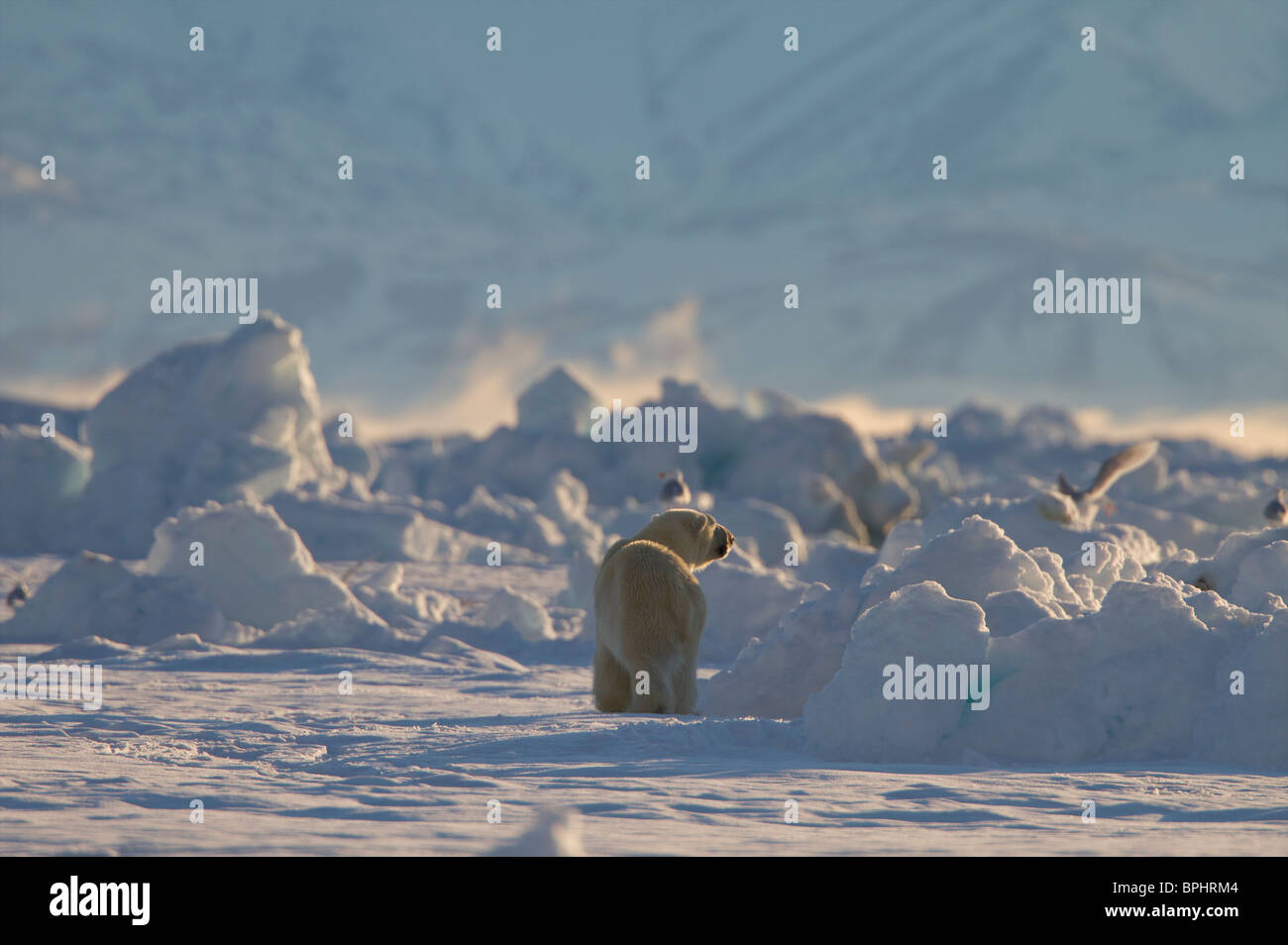 L'ours polaire sur la glace de banquise arctique canadien Banque D'Images
