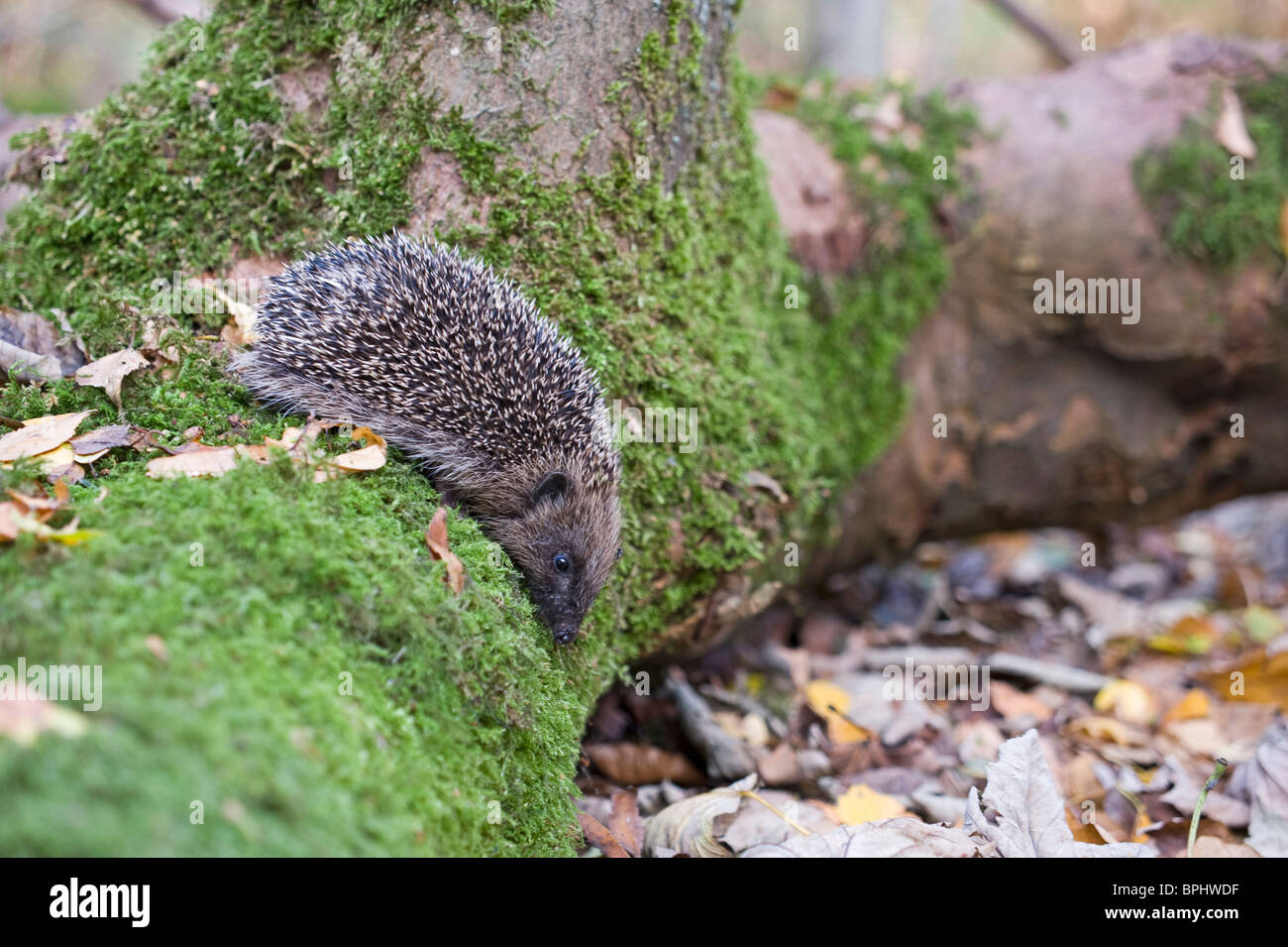 Hérisson Erinaceus europaeus woodland Norfolk UK automne Banque D'Images