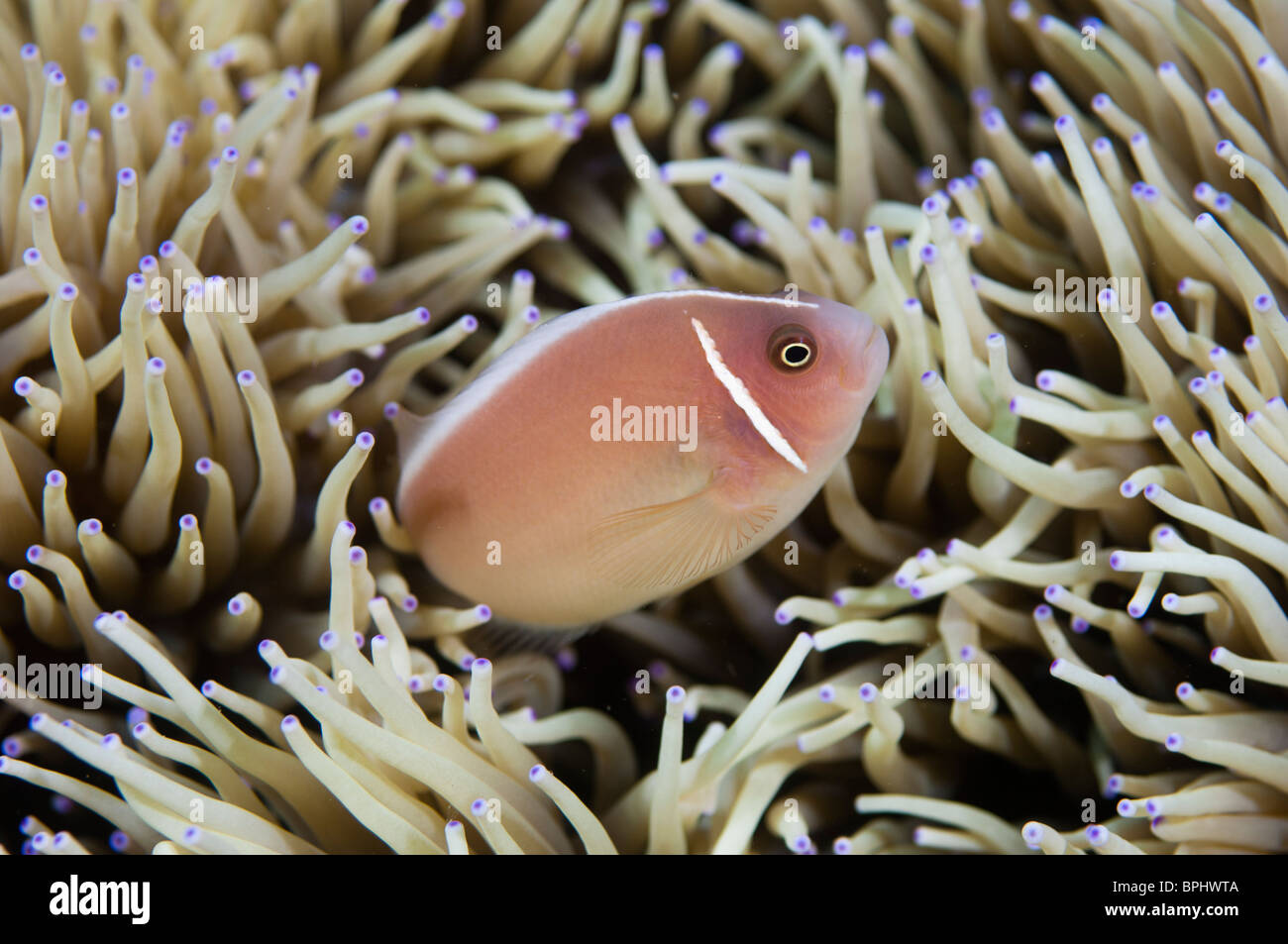 Poisson clown rose, le parc marin de Bunaken, Manado, Sulawesi, Indonésie. Banque D'Images