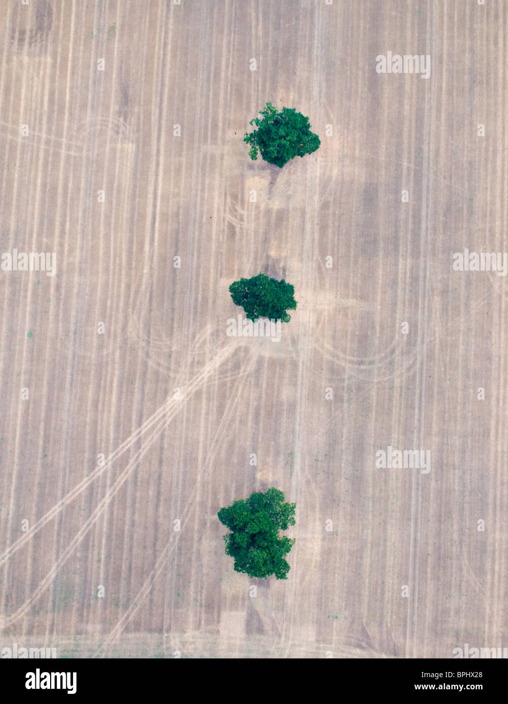 Trois arbres de chêne en champ de chaumes Octobre Norfolk Banque D'Images