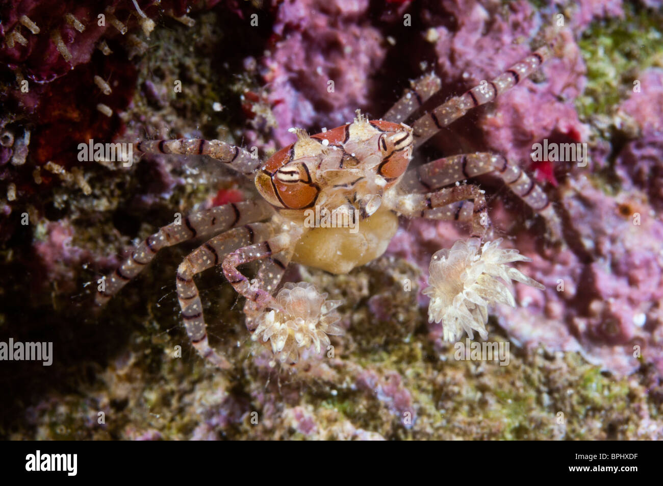 Un crabe boxer avec des oeufs, du parc marin de Bunaken, Sulawesi, Indonésie. Banque D'Images