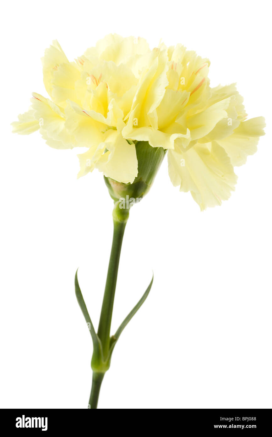 Carnation jaune sur fond blanc Banque D'Images