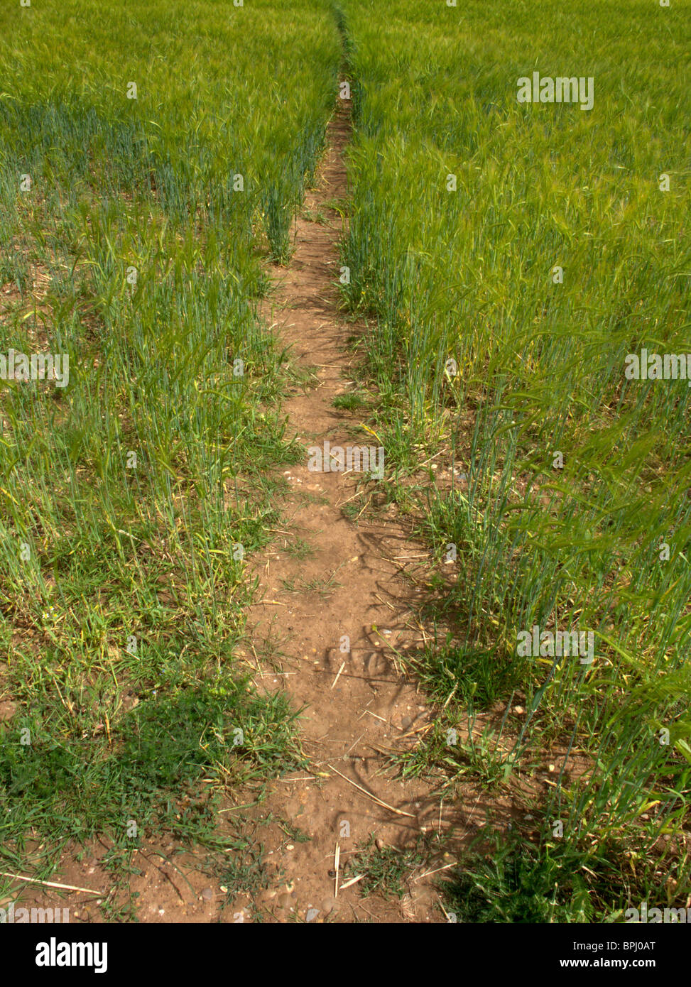 Sentier public traversant un champ dans le Warwickshire, Juin 2010 Banque D'Images