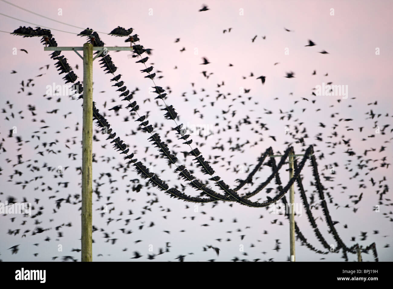 Les corbeaux freux Corvus frugilegus arrivant à roost Buckenham ainsi que l'hiver de Norfolk Banque D'Images