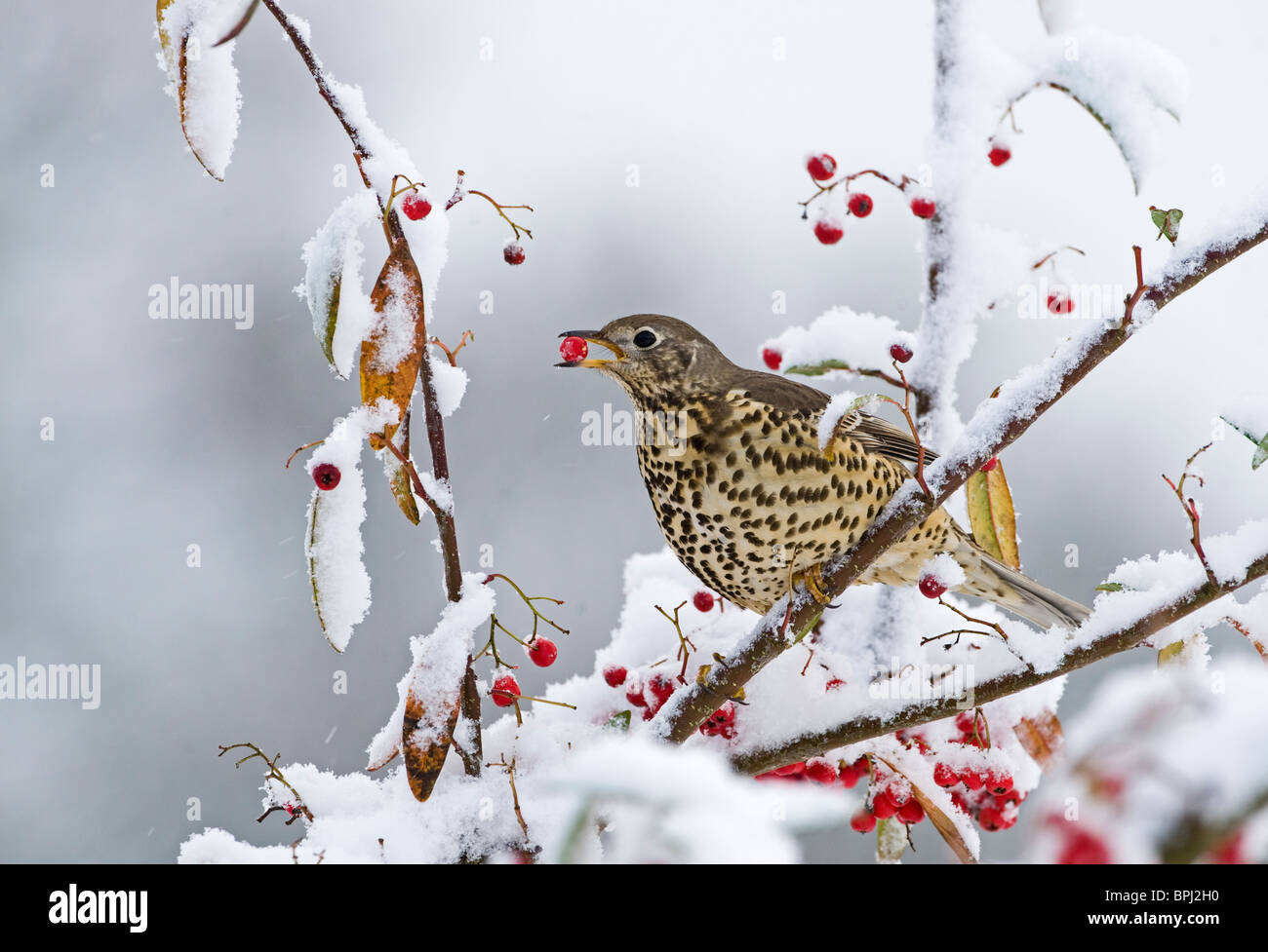 Mistle Thrush Turdus viscivorus se nourrissant de baies dans jardin dans la neige hiver Norfolk Banque D'Images