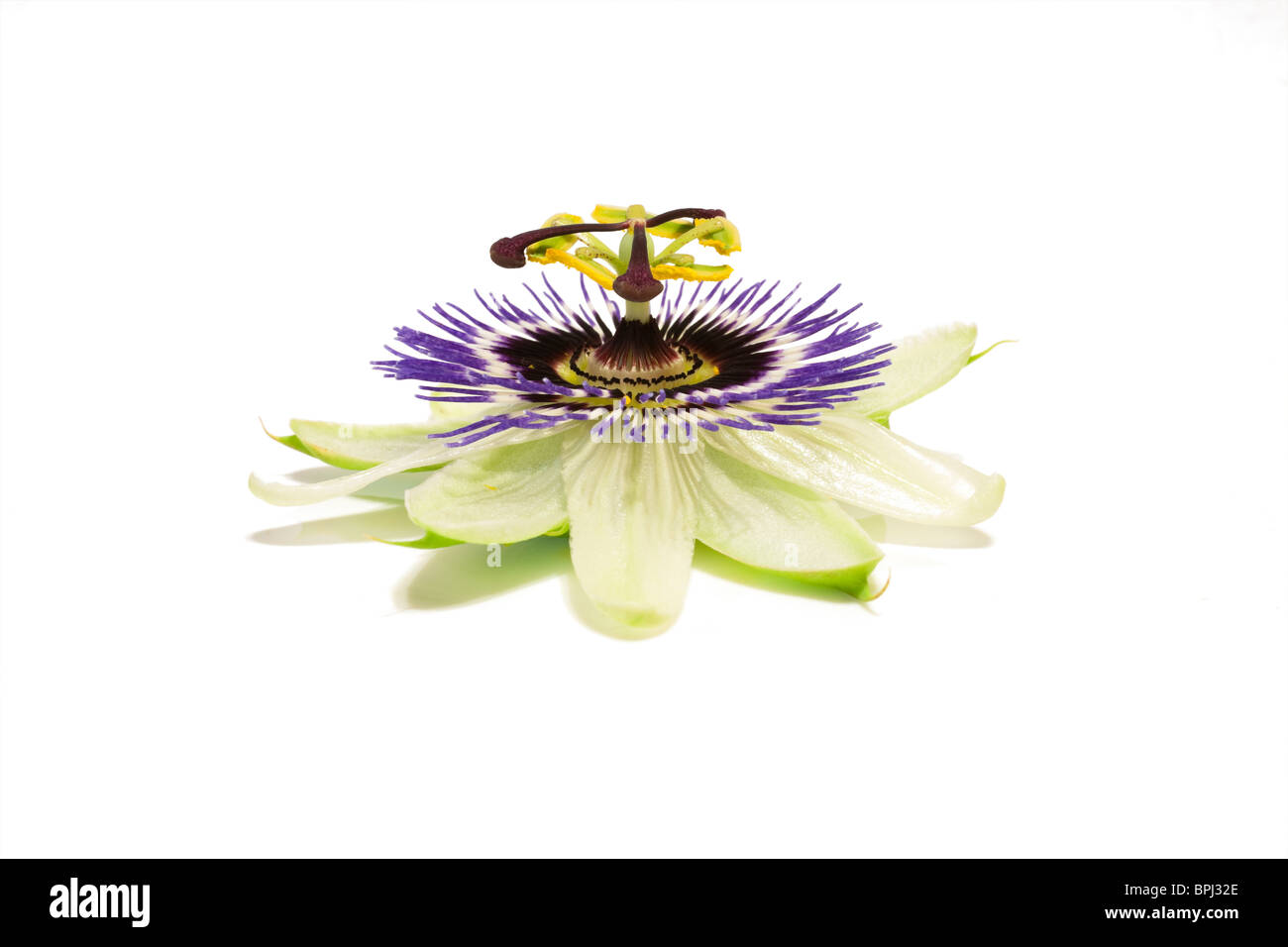 L'un des fruits de la passion (Passiflora) flower isolated against white background Banque D'Images