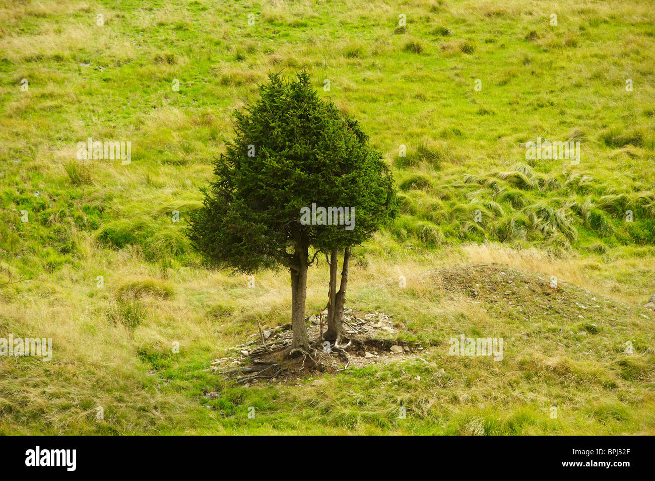 Hamersky potok, le Parc National de Sumava, Sumava, Banque D'Images