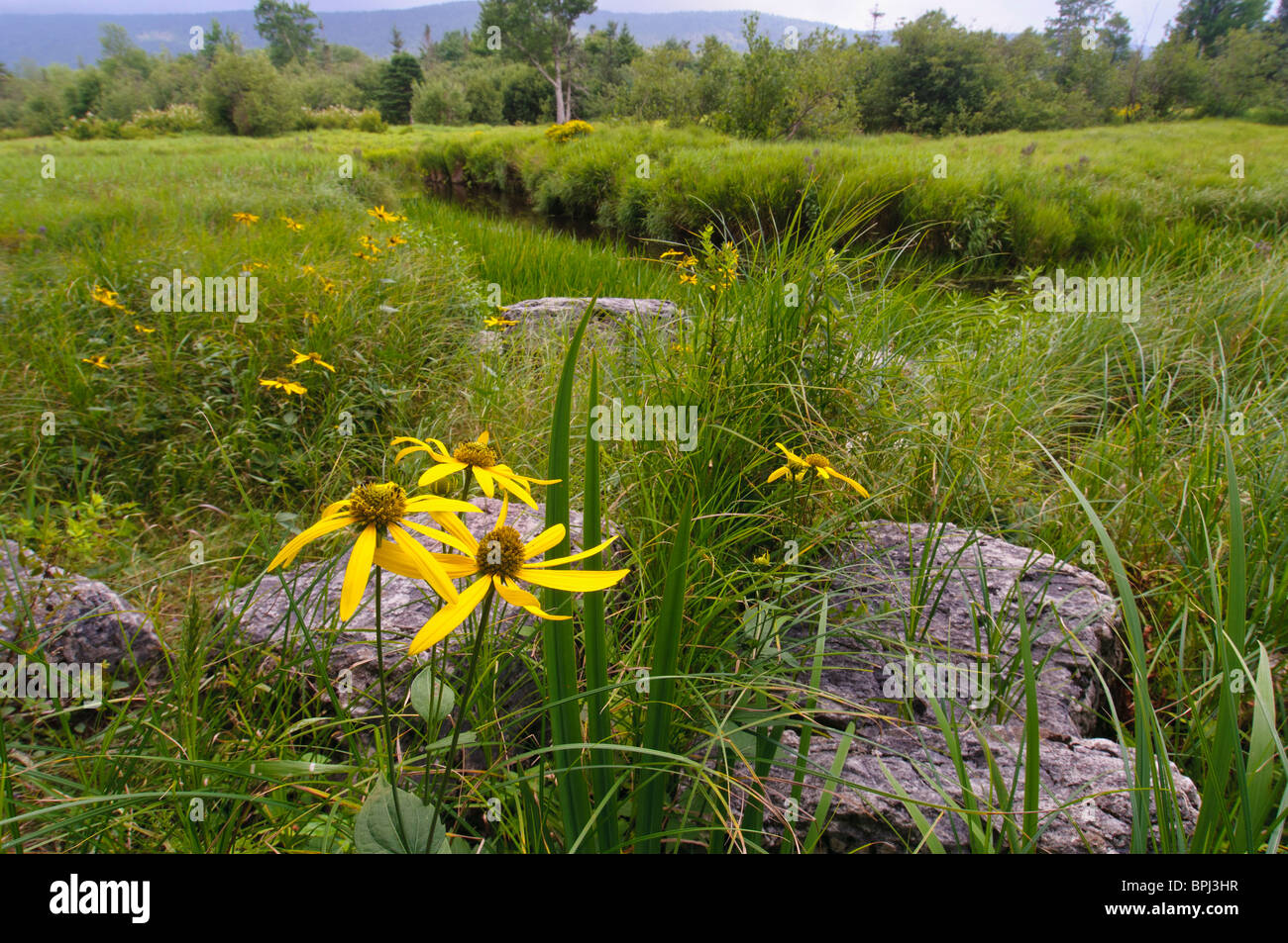 Tournesol, Helianthus strumosus forestiers fleurs sauvages fleurs sauvages Banque D'Images