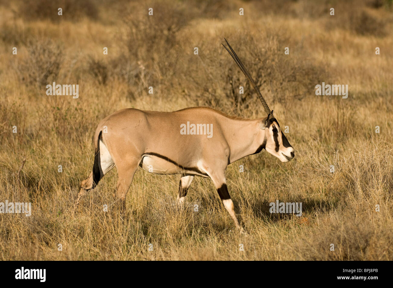 ( Oryx de beisa Oryx gazella beisa), Samburu et Buffalo Springs National Reserve, Kenya Banque D'Images