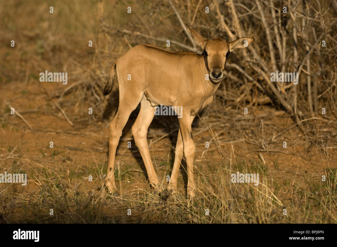 ( Veaux oryx de beisa Oryx gazella beisa), Samburu et Buffalo Springs National Reserve, Kenya Banque D'Images