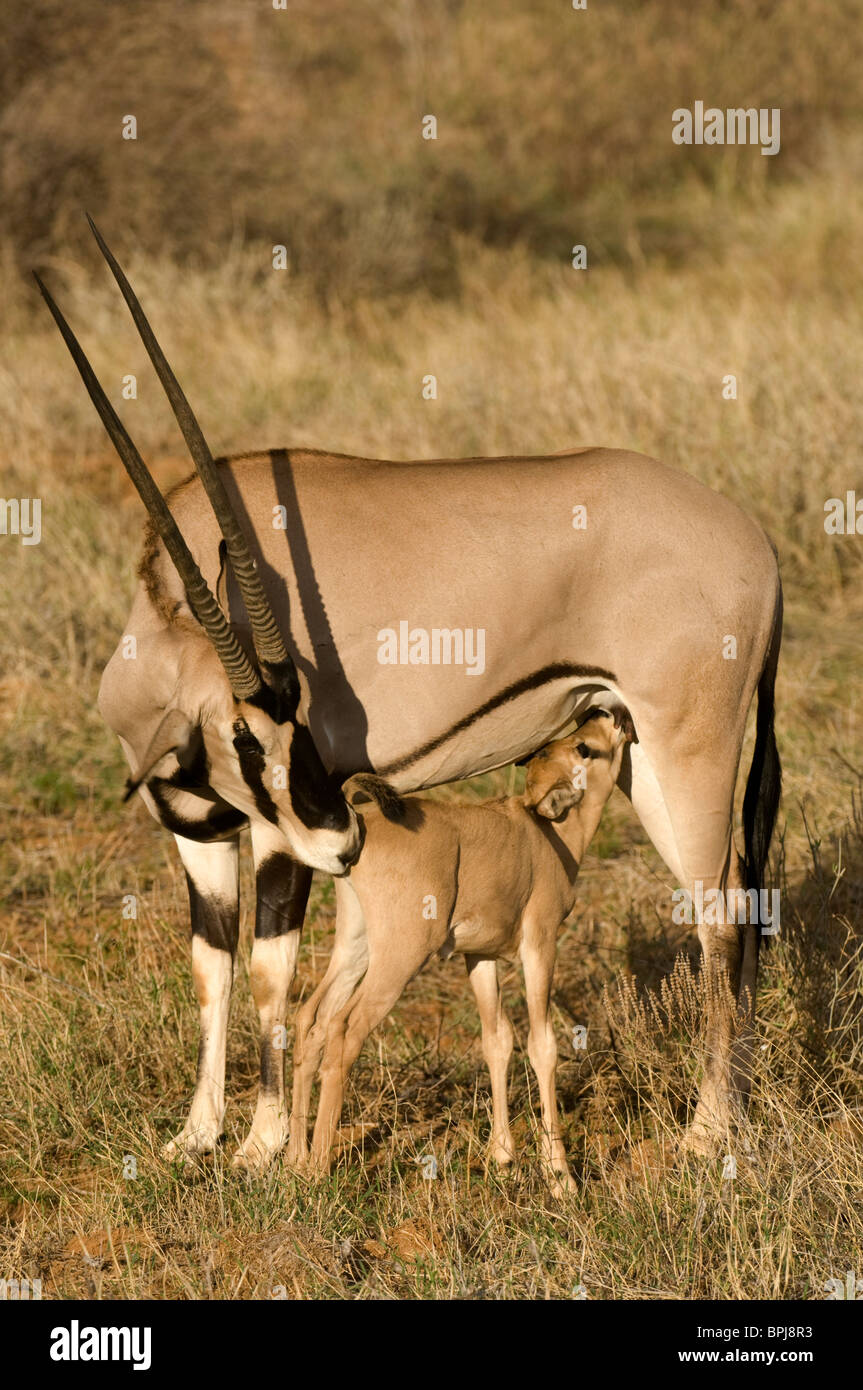 ( Oryx de beisa Oryx gazella beisa) avec de jeunes nourrissons, Samburu et Buffalo Springs National Reserve, Kenya Banque D'Images