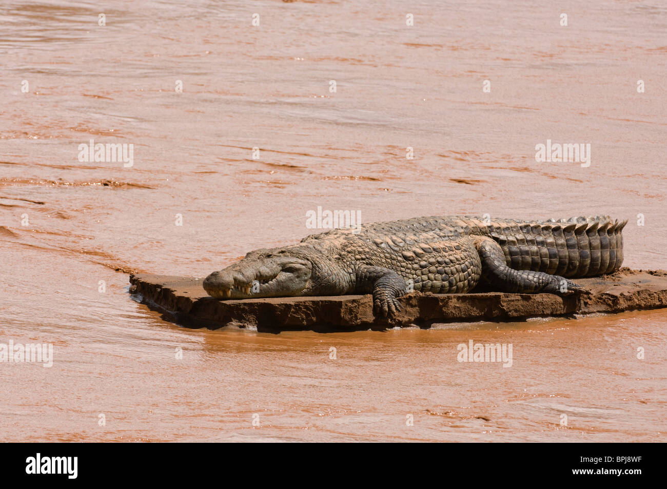 Crocodile du Nil sur le fleuve Ewaso Ngiro, Shaba National Reserve, Kenya Banque D'Images