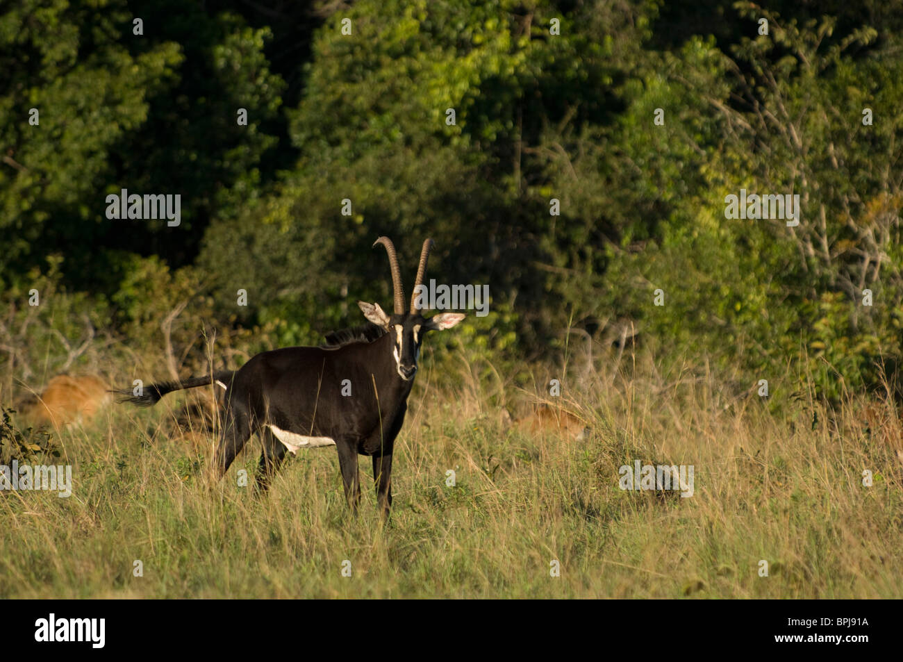 Hippotrague ( Hippotragus niger roosevelti), le site Shimba Hills National Park, Kenya Banque D'Images