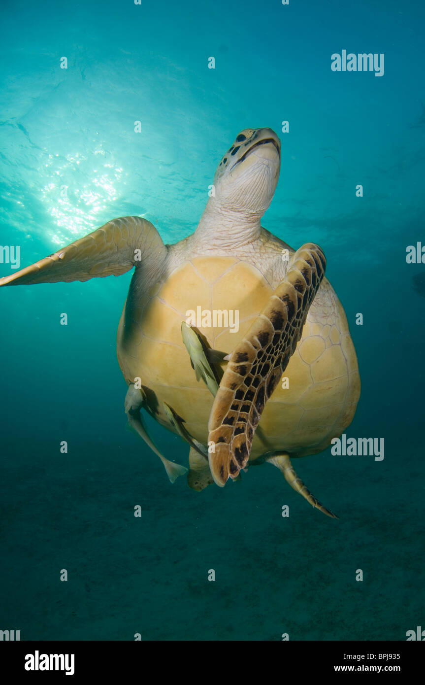 La tortue verte, Chelonia mydas, avec remoras sur le dessous, l'île de Dimakya, Coron, Palawan, Philippines. Banque D'Images