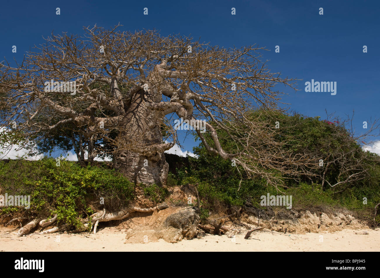 Baobab sur la plage, Takaungu, Kenya Banque D'Images