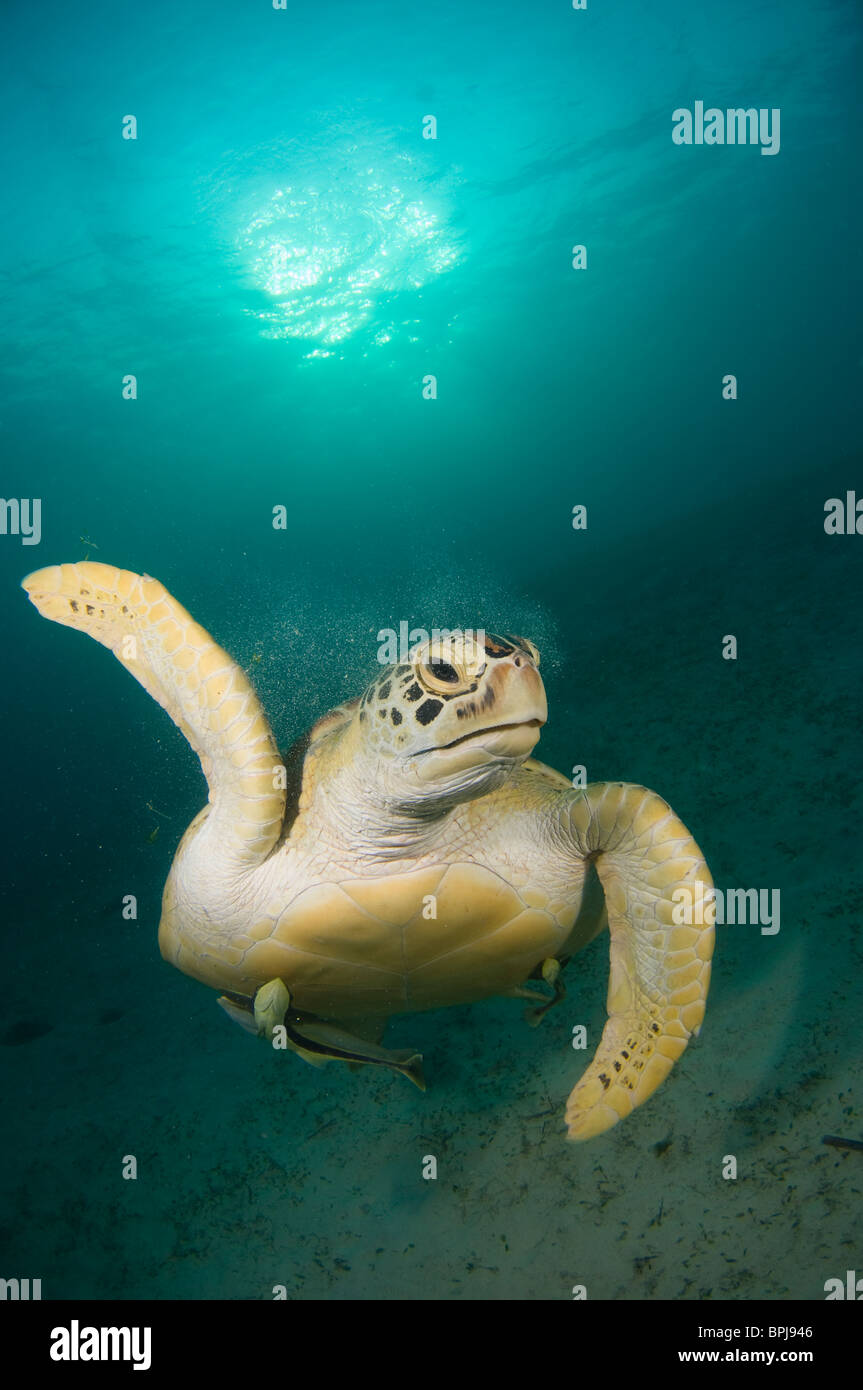 La tortue verte, Chelonia mydas, avec remoras sur le dessous, l'île de Dimakya, Coron, Palawan, Philippines. Banque D'Images