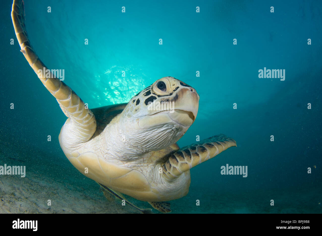 La tortue verte, Chelonia mydas, avec remoras sur le dessous, l'île de Dimakya, Coron, Palawan, Philippines Banque D'Images