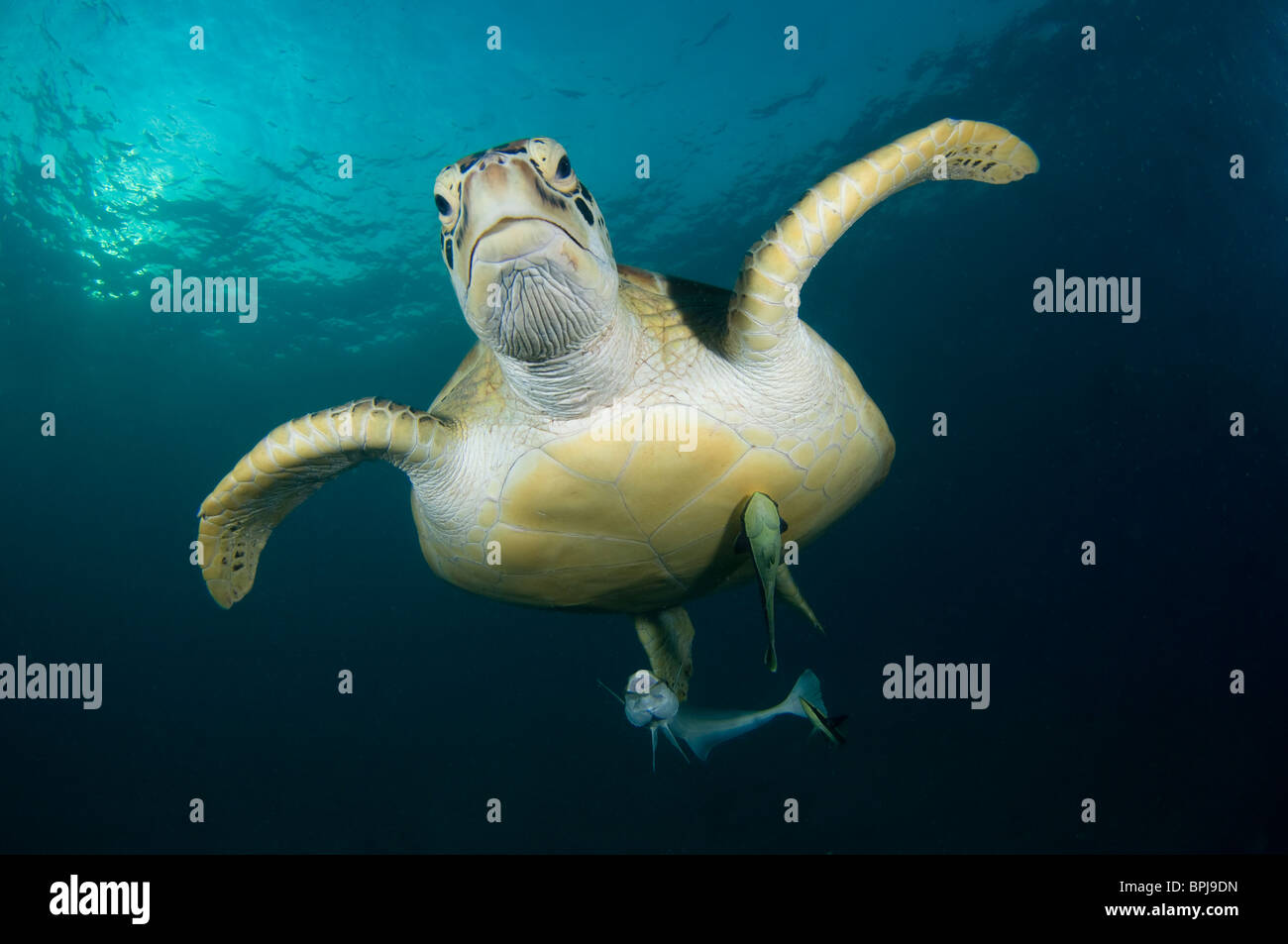 La tortue verte, Chelonia mydas, avec remoras sur le dessous, l'île de Dimakya, Coron, Palawan, Philippines Banque D'Images